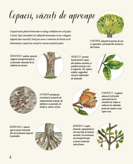 natura din jurul nostru copacii int1