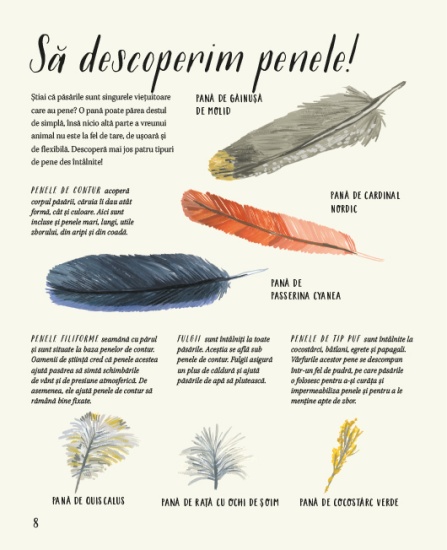 natura din jurul nostru pasarile int1